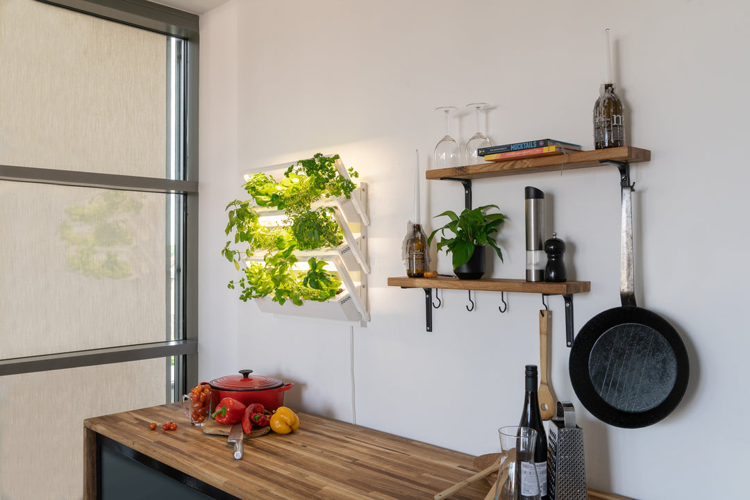 Der Indoor Garten – Gemüse und Kräuter von zuhause