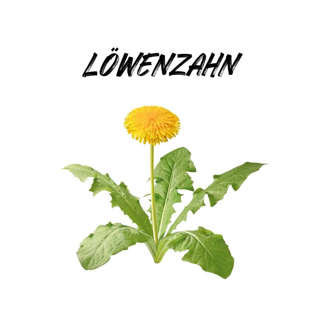 Löwenzahn – Das unterschätzte Superkraut für Küche und Gesundheit