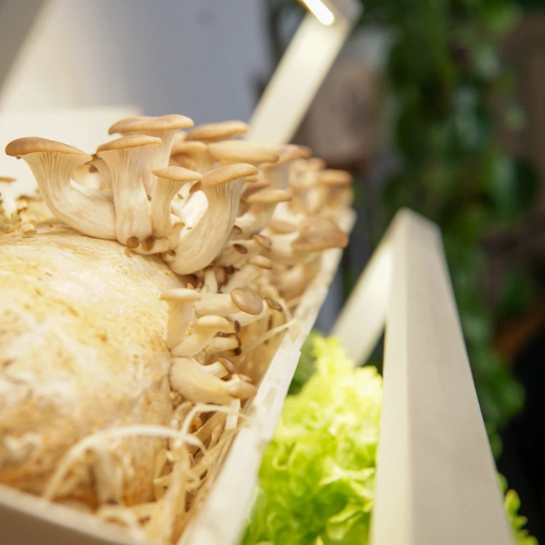 Köstliche Pilze ohne Öl braten: Drei einfache Methoden