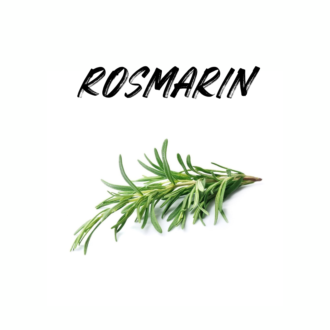 Rosmarin richtig ernten – so geht's!