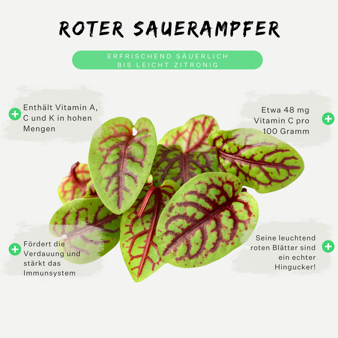 Alles, was du über Roter Sauerampfer wissen musst