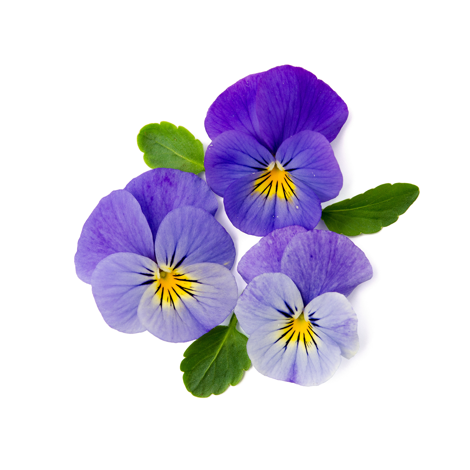 Kategorie Essbare Blüten