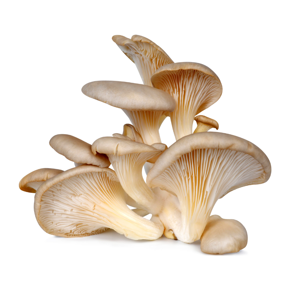 Münsterländer-Austernseitling (limitiert)