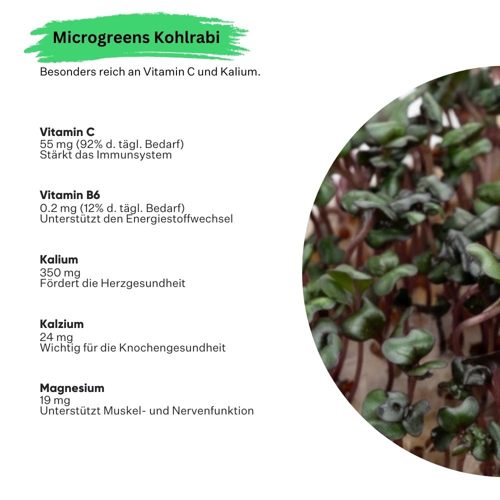 Microgreens Kohlrabi 5er Pack