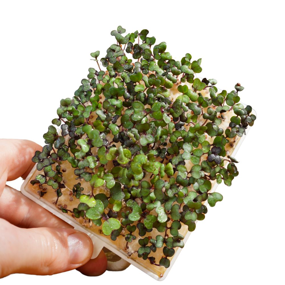 microgreens-rotkohl-kaufen-n-hrstoffreiche-gesunde-microgreens