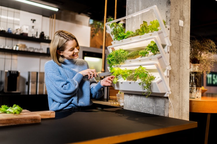 Frau erntet frische Salate und Kräuter aus dem indoor Garten homefarm von urbanhive