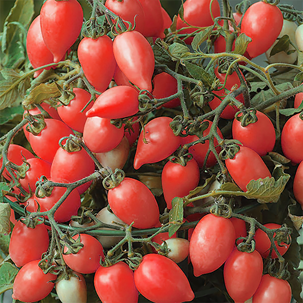 Snack Tomaten Rose 5er Pack