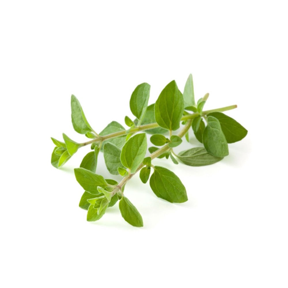 Kräuter Pflanze Oregano urbanhive