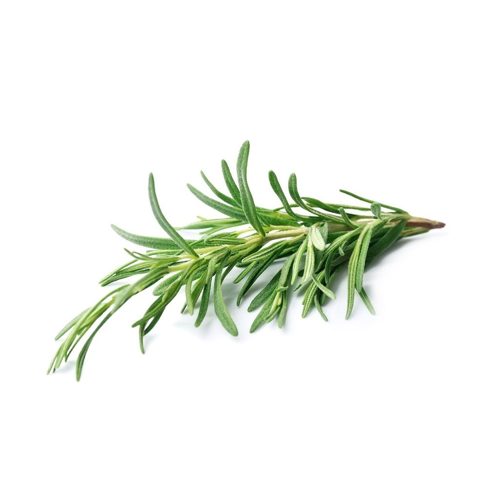 Rosmarin 5er Pack urbanhive