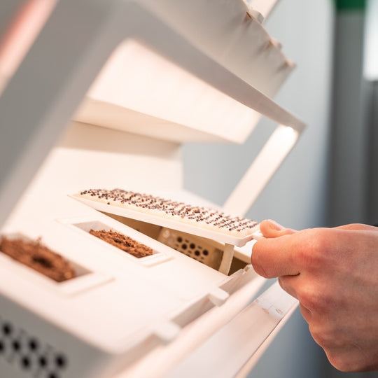 Microgreens Grünkohl 5er Pack