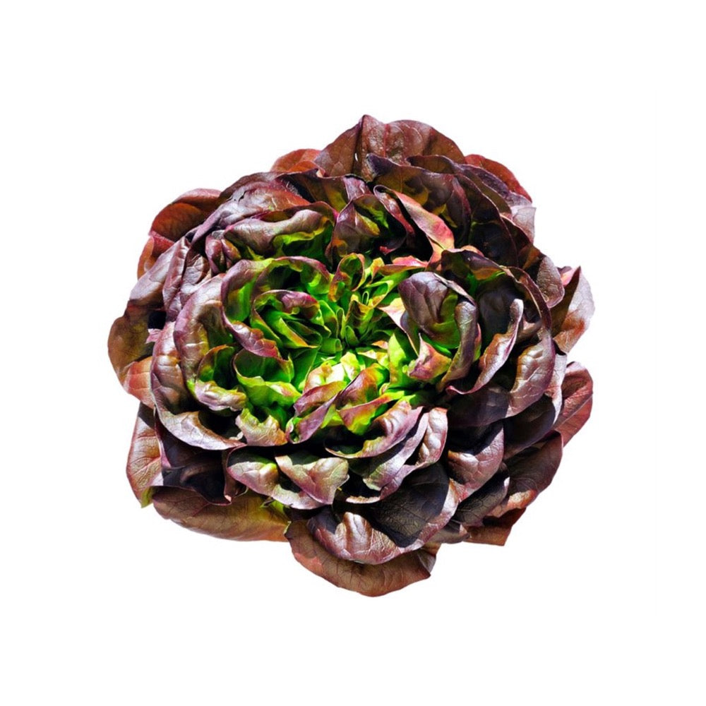 Salat Pflanze Barlach urbanhive