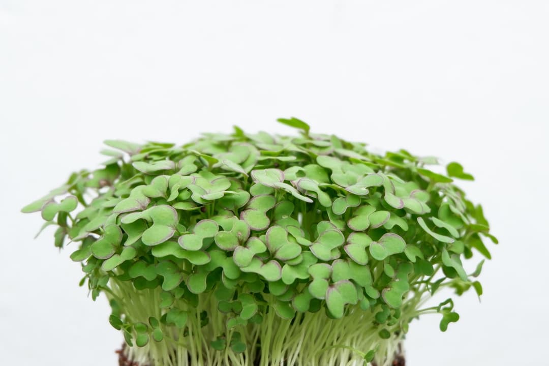 Microgreens - concentrated power