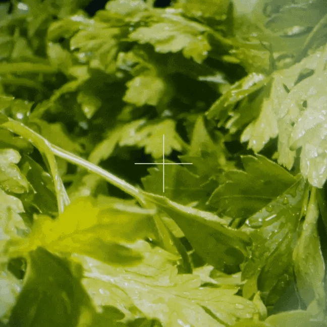 Bactéries dangereuses dans les salades et les herbes aromatiques.