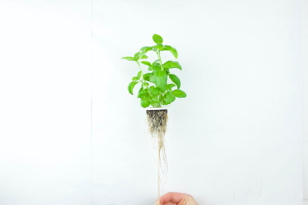 Hydroponics and the Homefarm