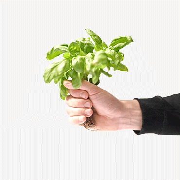 Basil by urbanhive