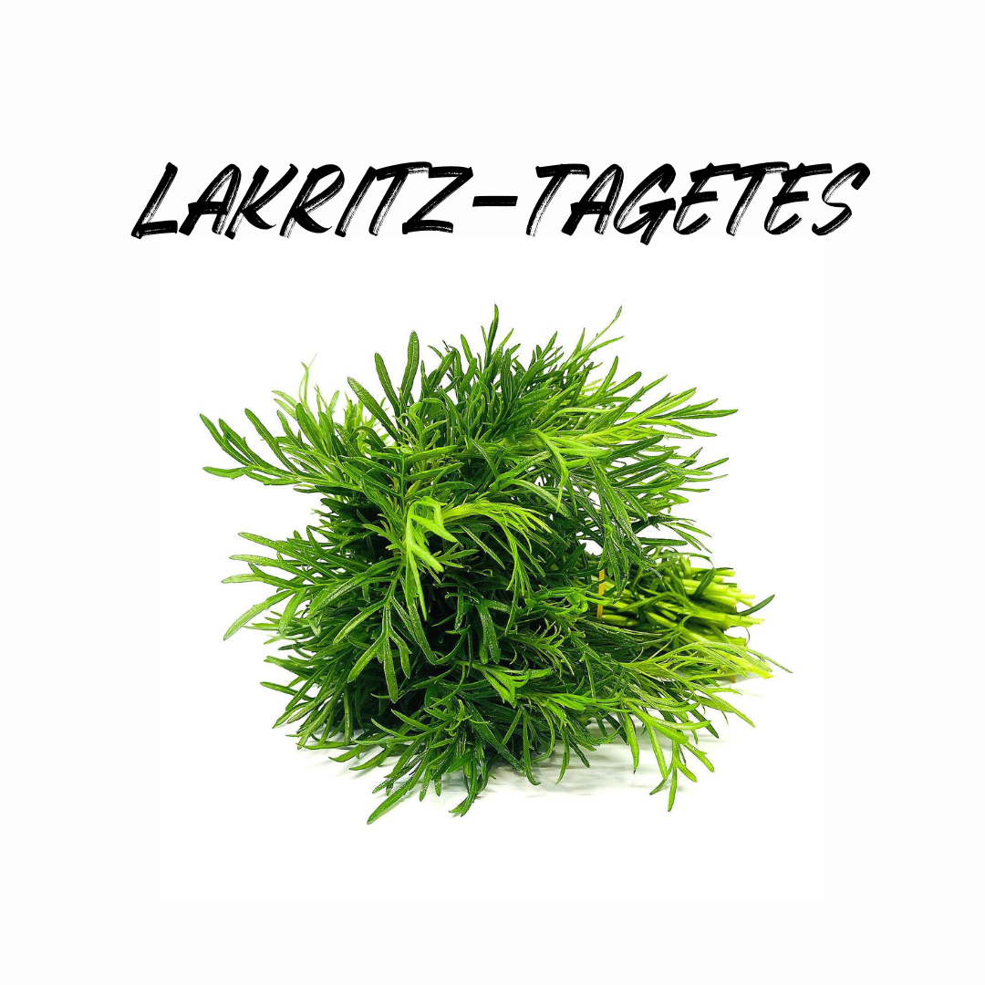 Harvesting Licorice Marigold correctly - here's how!