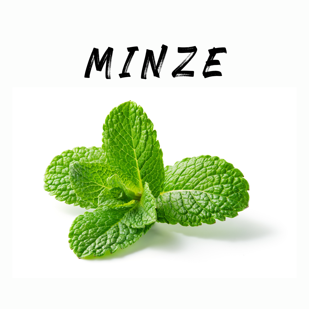 Harvesting mint correctly – here's how!
