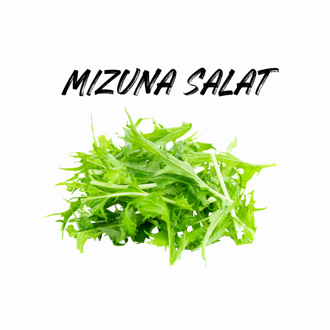 Alles was du über Mizuna Salat wissen musst