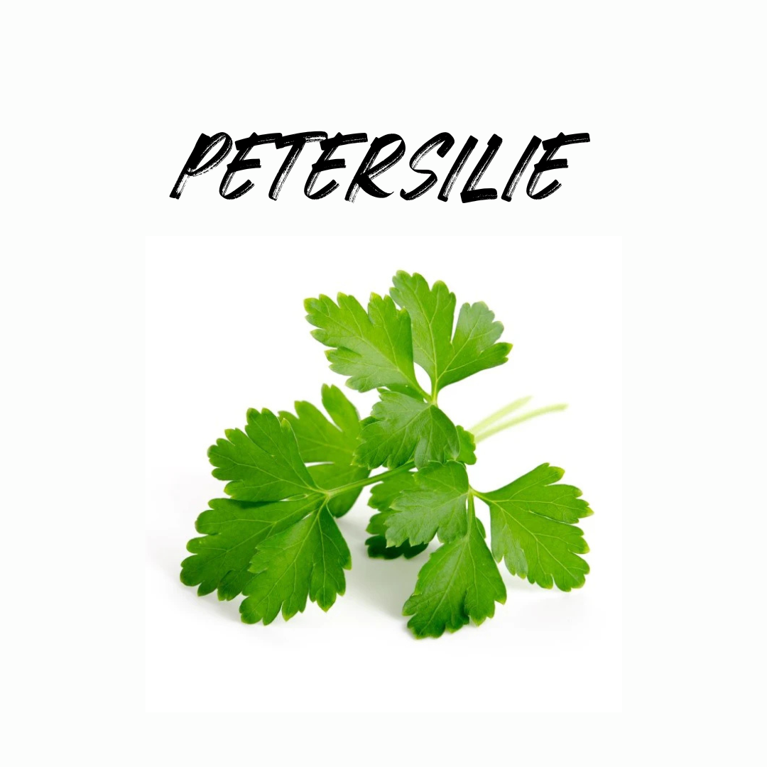 Petersilie richtig ernten – so geht's!