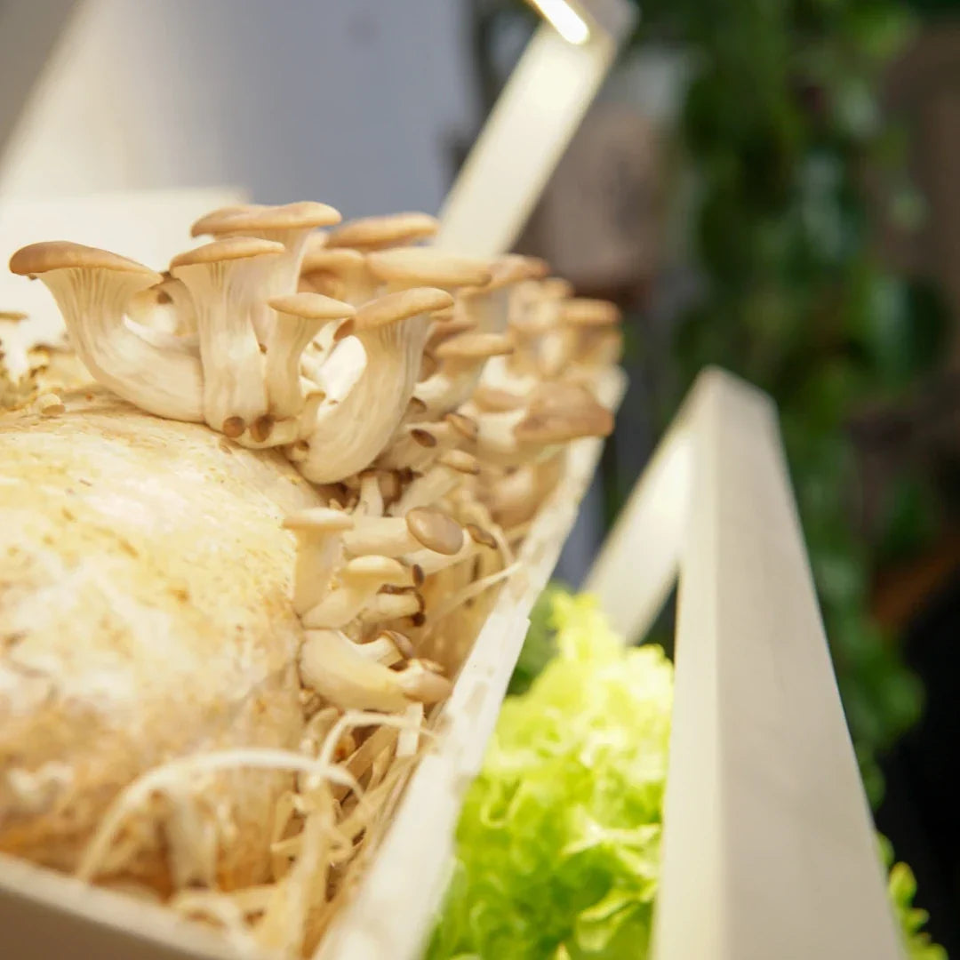Delicious Oil-Free Roasted Mushrooms: Three Simple Methods