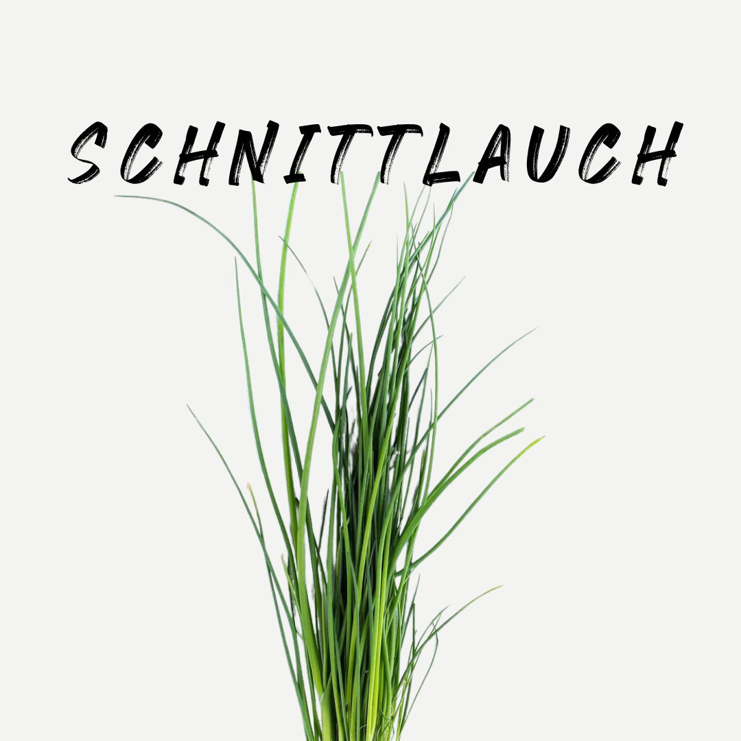 Everything you need to know about chives