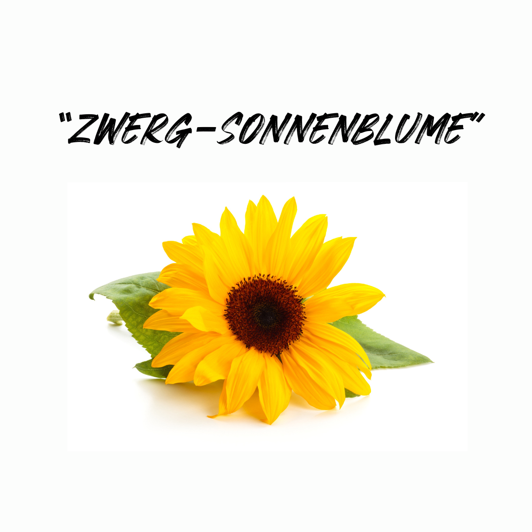 Dwarf Sunflowers – Everything You Need to Know
