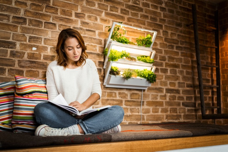 Luchtzuiverende planten: Deze soorten zorgen voor een beter binnenklimaat 🌿✨