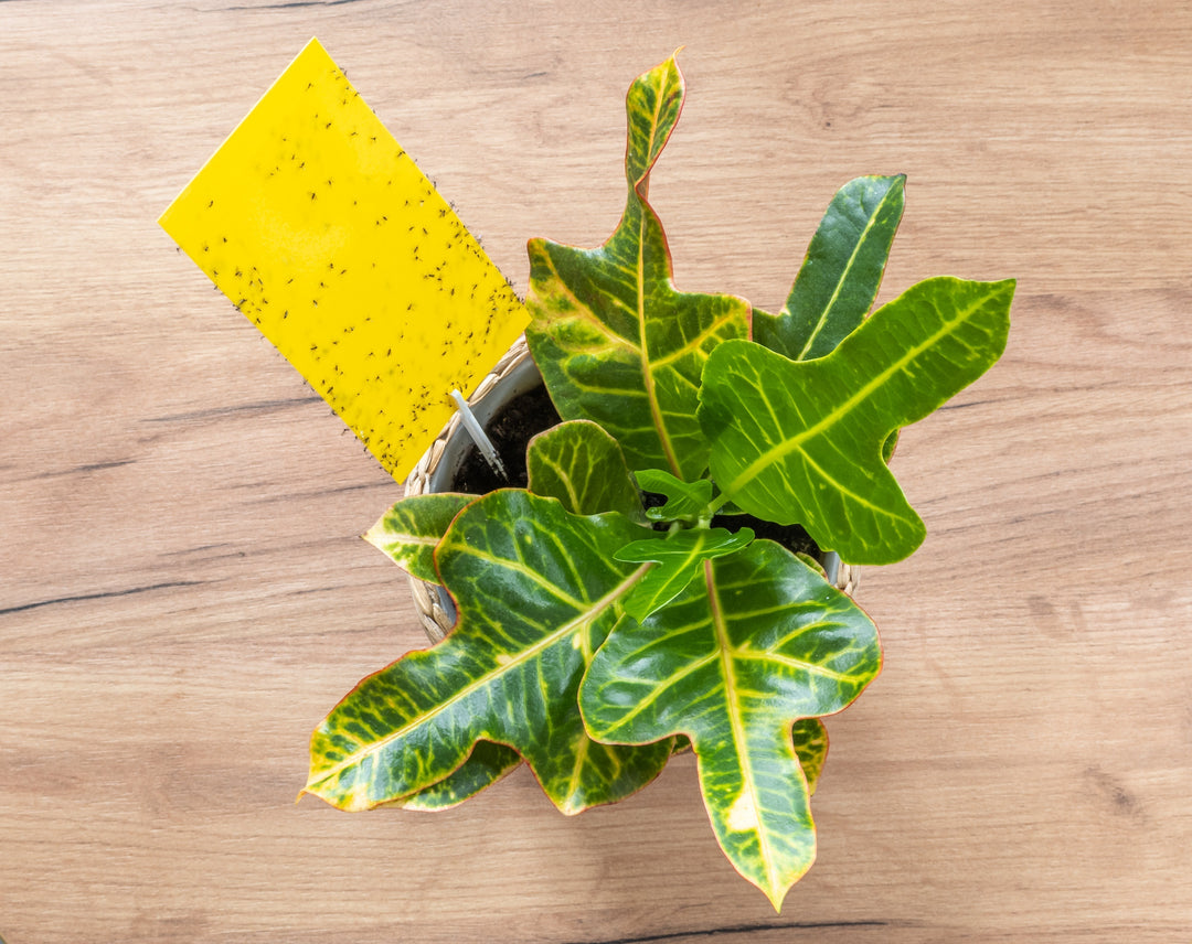 Fungus Gnats - What to do? Effective solutions for healthy plants