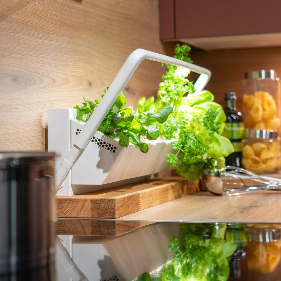 High-Protein Ingredients for a Green Salad: 15 Delicious Additions from Your Indoor Garden