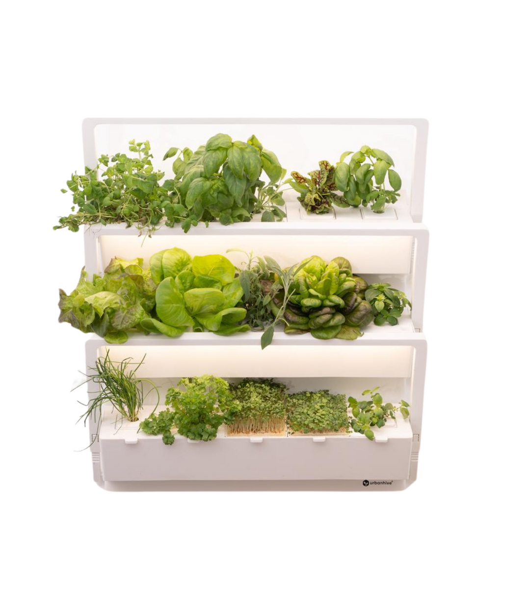 The Great Salad ABCs: Almost everything you need to know about salad.