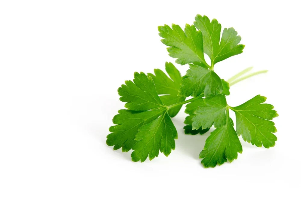 Flat-leaf Parsley: A Closer Look at the Differences.