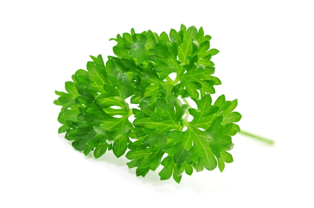 Curly Parsley - The popular kitchen herb with an intense aroma