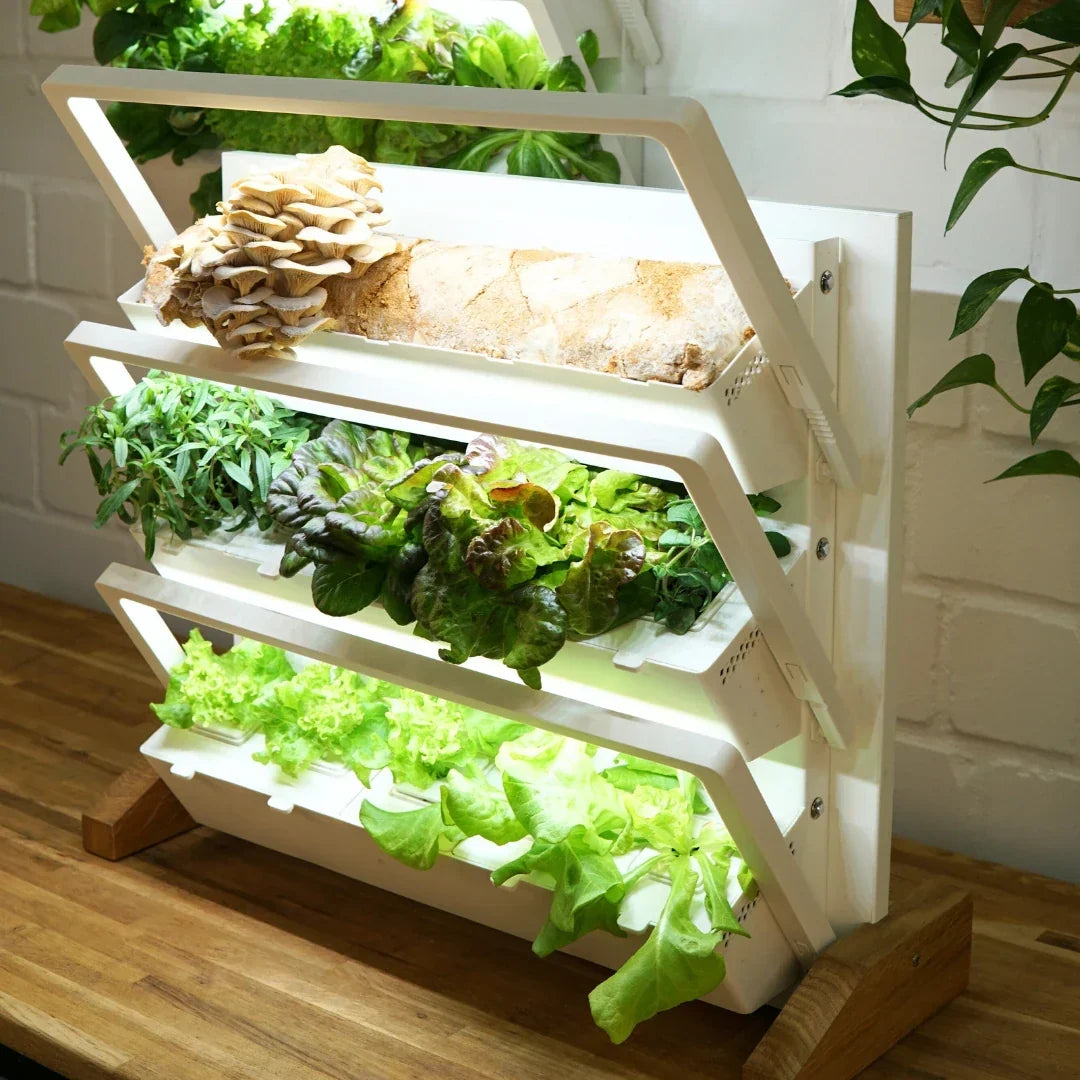 Fresh Herbs for Mushrooms: The Perfect Aroma from Your Indoor Garden