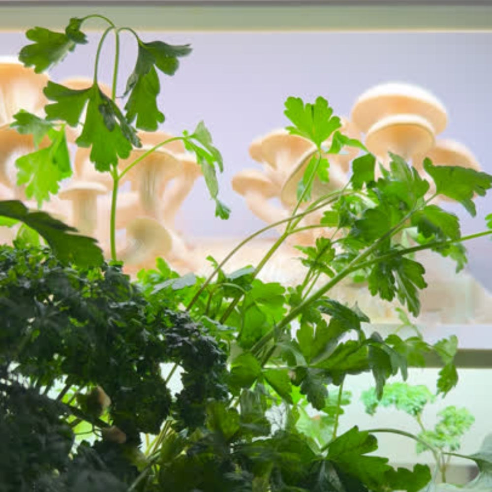 Zelf paddenstoelen kweken met urbanhive