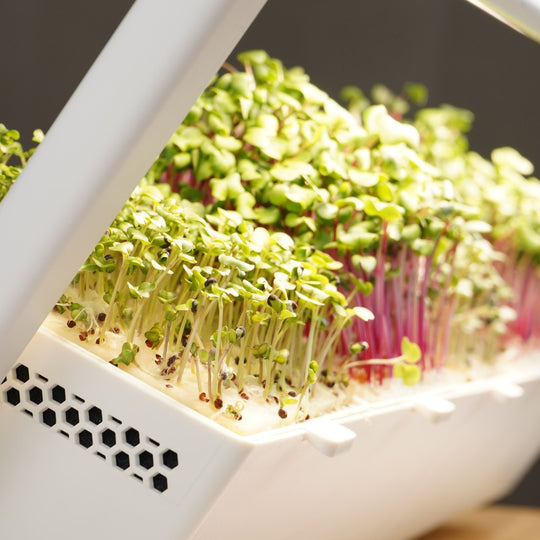 minifarm Nahaufnahme