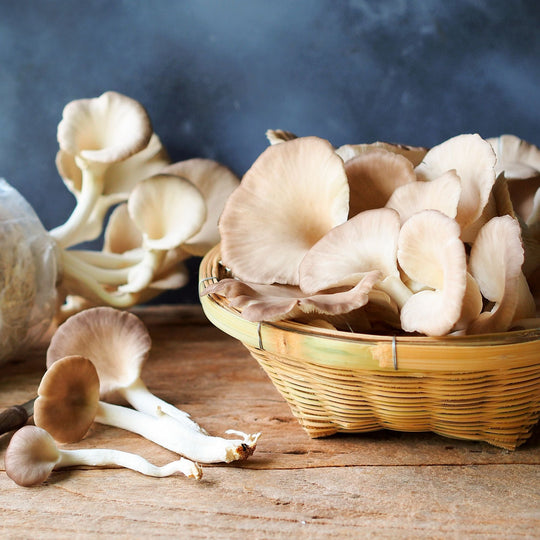 Münsterländer Spoon Oyster (limited)