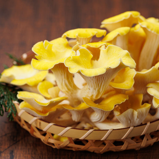 Münsterland Oyster Mushroom (limited edition)