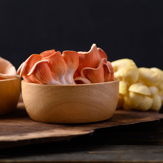 Münsterland Rose Oyster Mushroom (limited)
