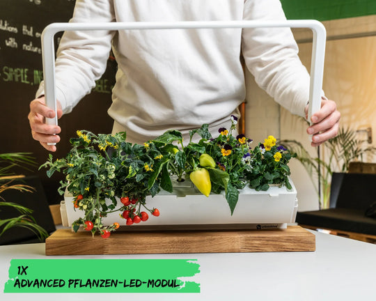 LEDs avanzadas para plantas