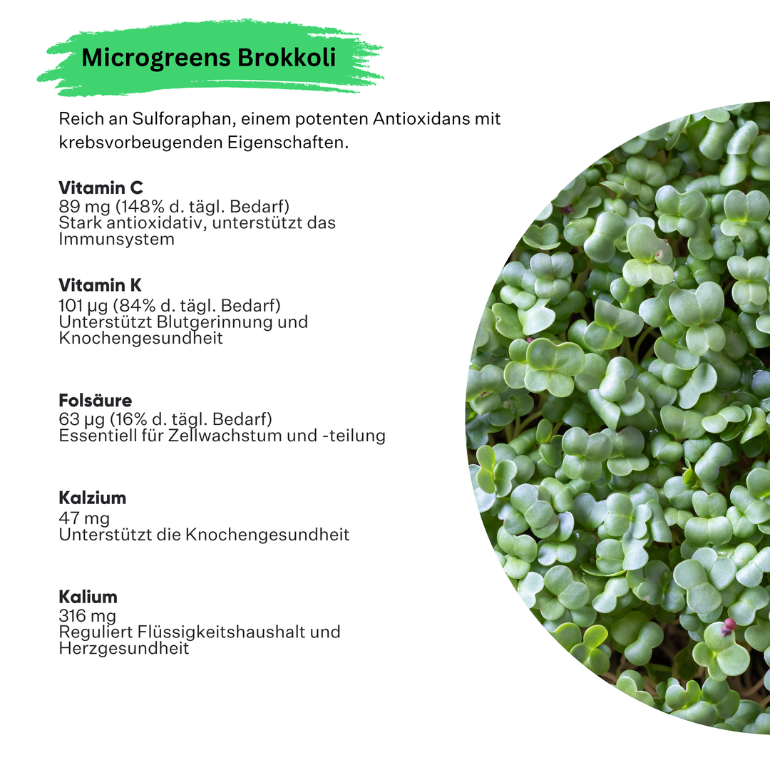 Microgreens Brokkoli 5er Pack