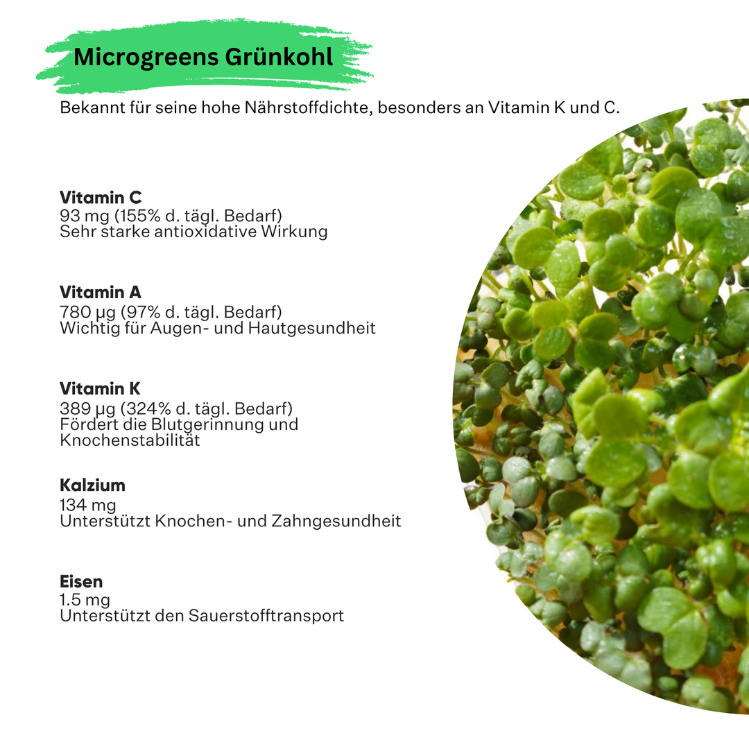 Microgreens Grünkohl 5er Pack