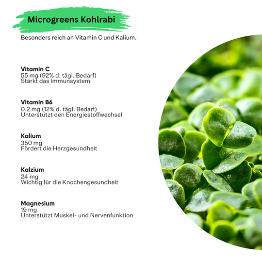 Microgreens Kohlrabi 5er Pack