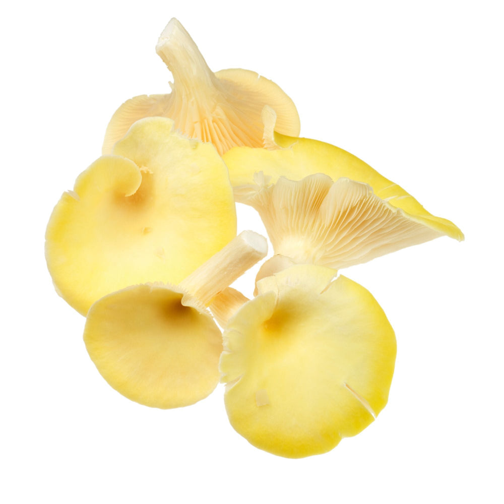 Münsterland Oyster Mushroom (limited edition)