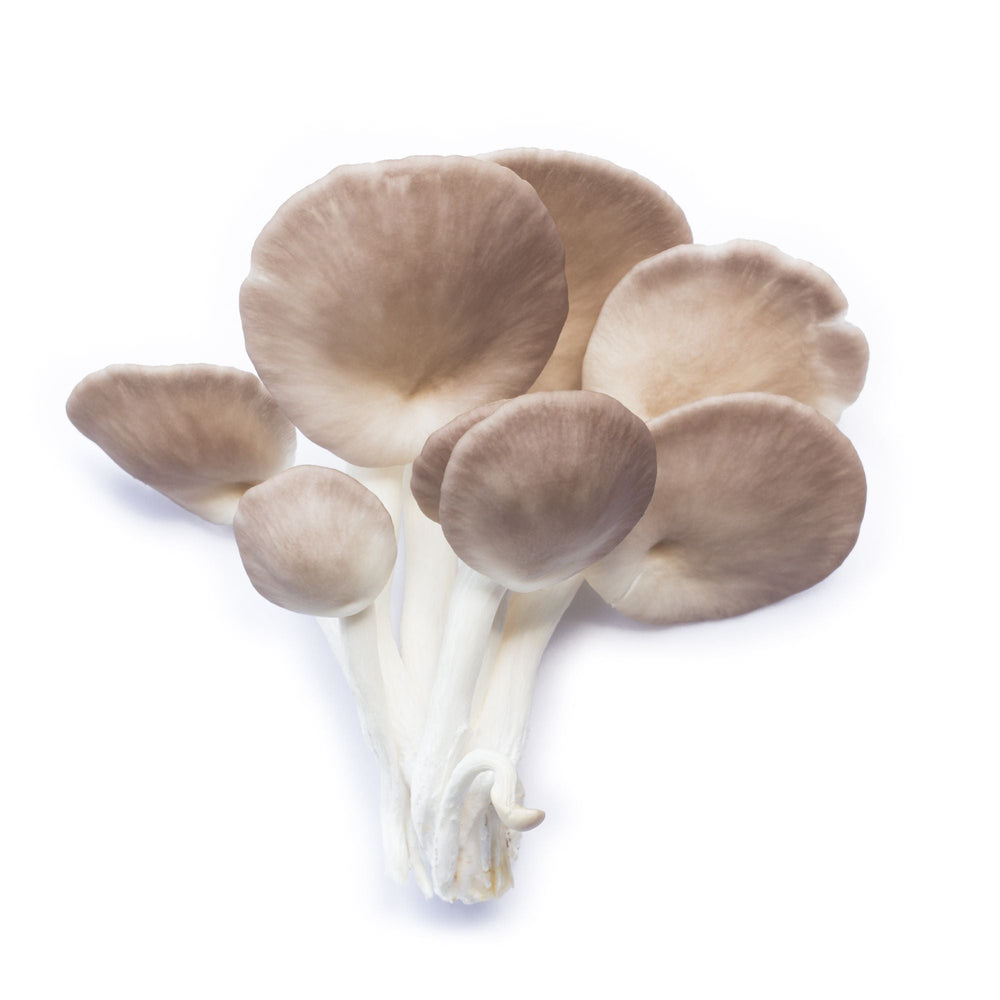 Münsterländer Spoon Oyster (limited)