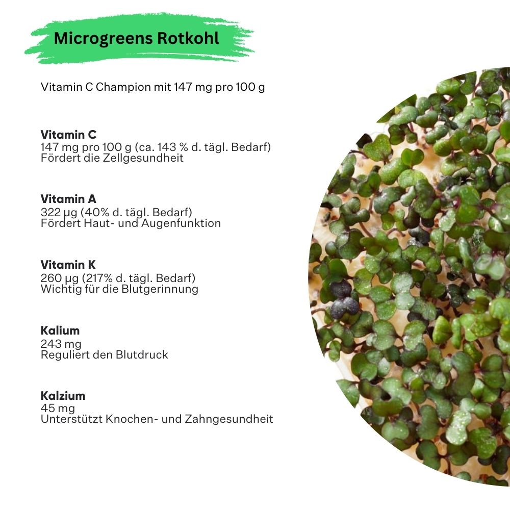 Microgreens Rotkohl 5er Pack