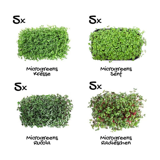 Microgreen Set "Superfood" - 20er