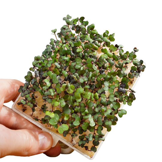 Microgreens Rotkohl 5er Pack