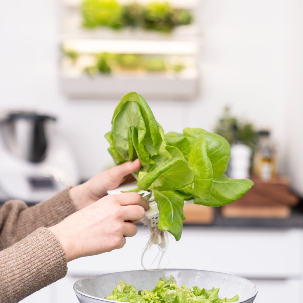 Salaternte