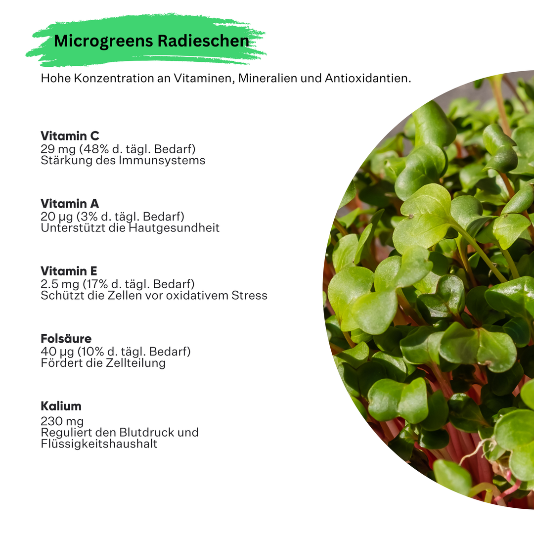 Microgreens Radieschen 5er Pack