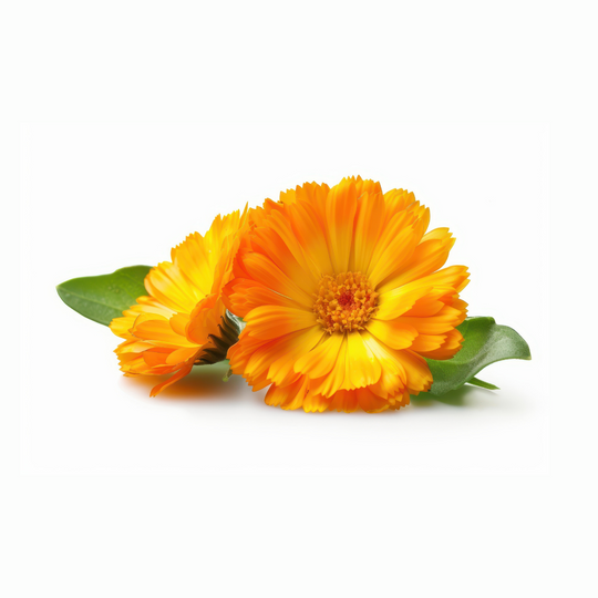 Goudsbloem